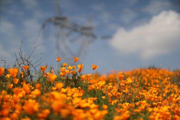 Цветение полевых цветов на холмах у озера Эльсинор в Калифорнии - Sputnik Беларусь