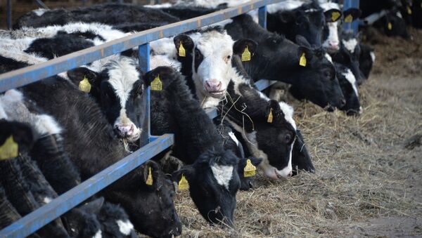 В ведении главного зоотехника 1383 коровы и сотни гектаров сельхозугодий - Sputnik Беларусь