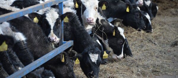 В ведении главного зоотехника 1383 коровы и сотни гектаров сельхозугодий - Sputnik Беларусь