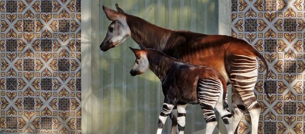 Okapia johnstoni - вид парнокопытных, единственный представитель рода окапи Okapia johnstoni - вид парнокопытных, единственный представитель рода окапи - Sputnik Беларусь