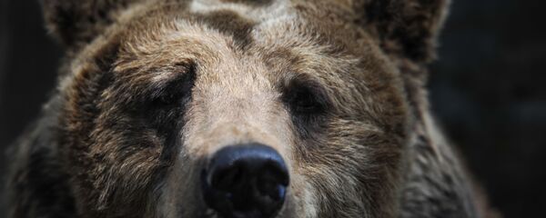 Бурый медведь - Sputnik Беларусь