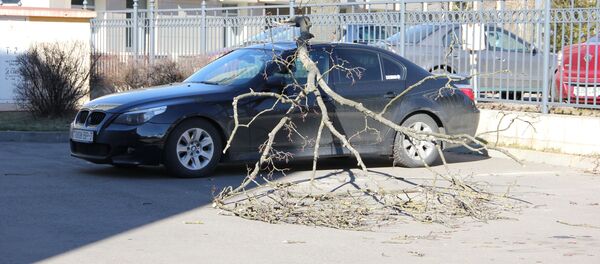 Ветер повалил дерево на машину в Минске - Sputnik Беларусь