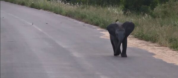 Слоненок играет с птицами - Sputnik Беларусь