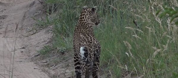 Мангусты обманули леопарта - Sputnik Беларусь