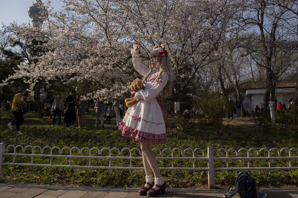 Девушка в костюме героини из японской манги фотографируется с цветущей сакурой в Пекине - Sputnik Беларусь
