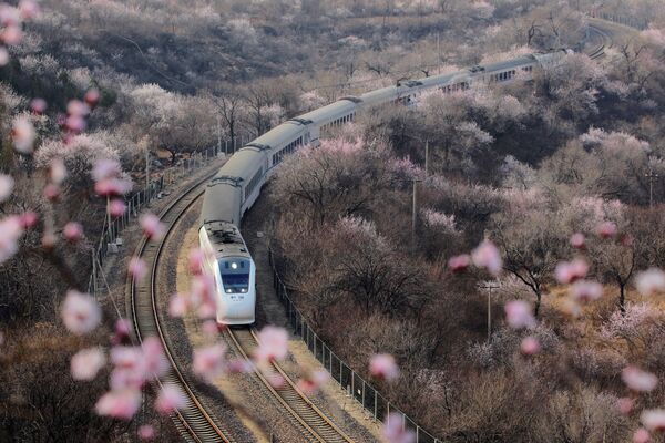 Скоростной поезд проезжает мимо цветущих деревьев у Великой Китайской стены, Пекин - Sputnik Беларусь