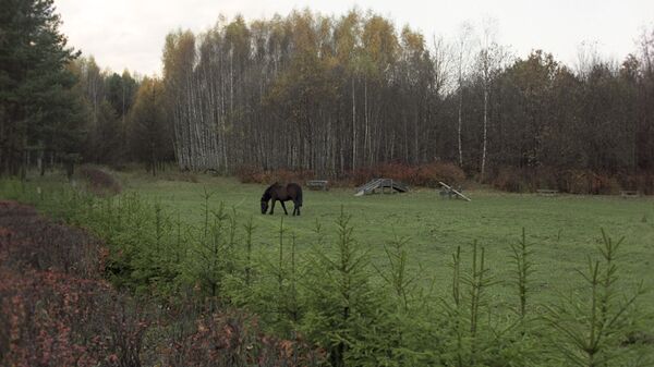 Лошадь в национальном парке архивно фото - Sputnik Беларусь