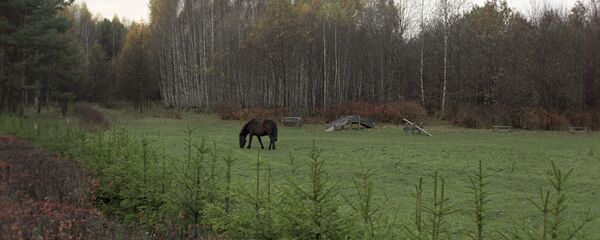 Каня ў нацыянальным парку, архіўна фота Каня ў нацыянальным парку, архіўна фота - Sputnik Беларусь