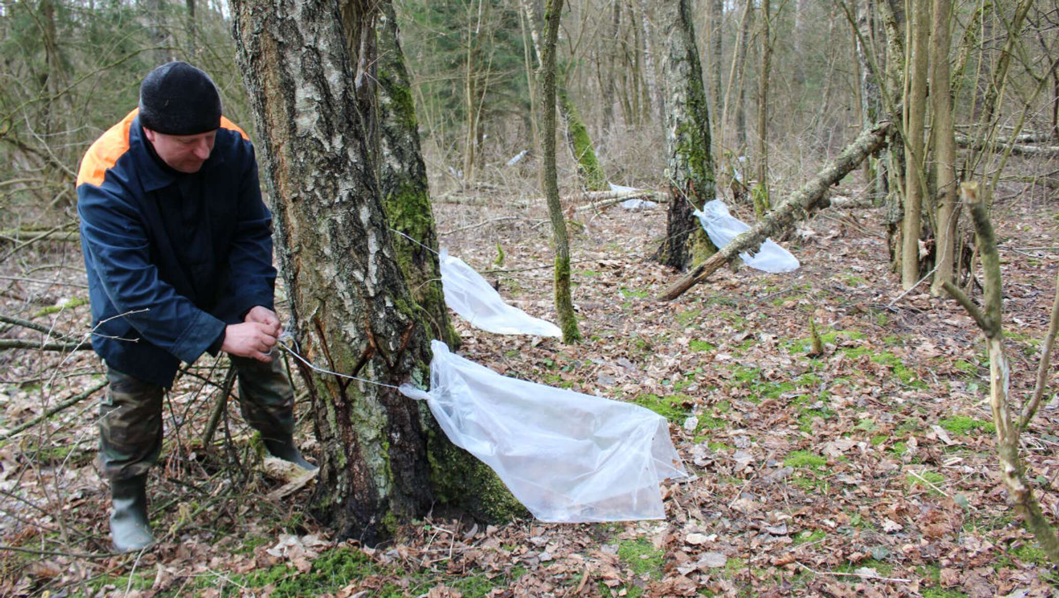 Забирали по 26 литров в минуту: как под Гродно раскупают березовый сок -  26.03.2019, Sputnik Беларусь