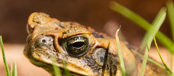 Жаба - Sputnik Беларусь