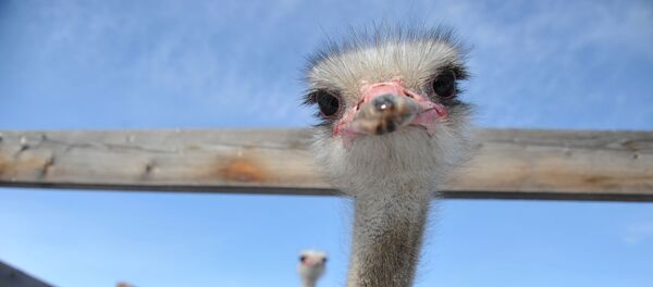 Страусы на ферме Страусы на ферме - Sputnik Беларусь