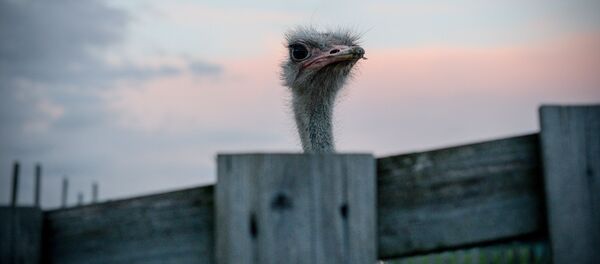 Страус на ферме, архивное фото - Sputnik Беларусь