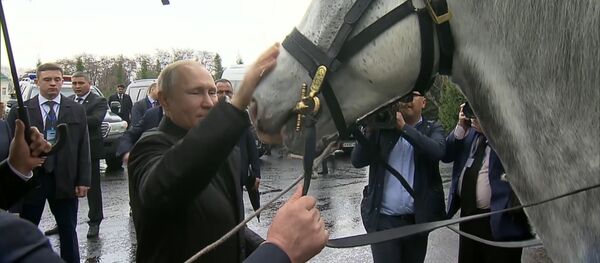 Путину подарили скакуна и щенка Путину подарили скакуна и щенка - Sputnik Беларусь