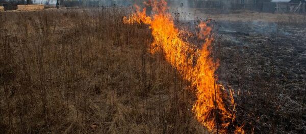 Выжигание сухой травы - Sputnik Беларусь