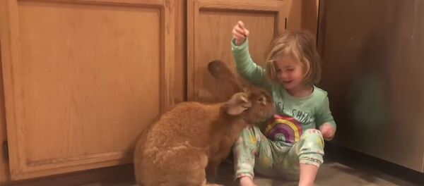 Гигантский кролик - Sputnik Беларусь