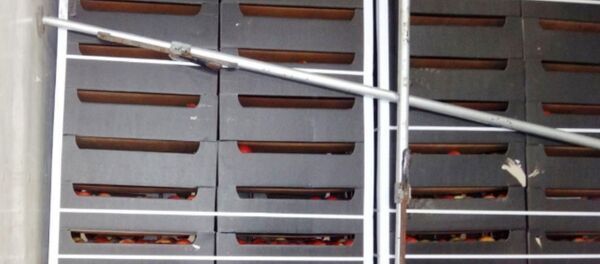 Российский перевозчик пытался вывезти из Беларуси яблоки под видом чипсов Российский перевозчик пытался вывезти из Беларуси яблоки под видом чипсов - Sputnik Беларусь