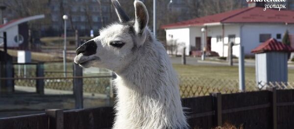 Лама Веснушка в Минском зоопарке - Sputnik Беларусь