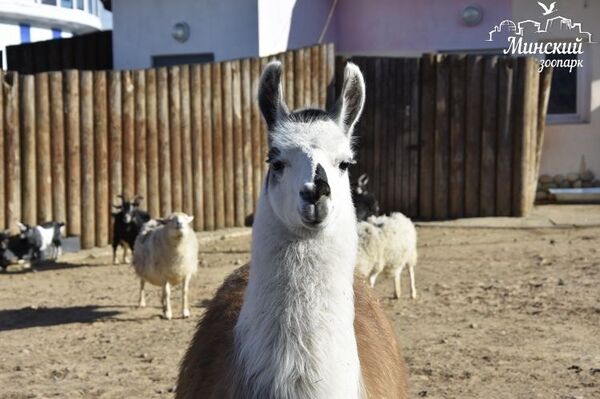 Весна в зоопарке: ламу Веснушку планируют познакомить с ламой Шуриком - Sputnik Беларусь