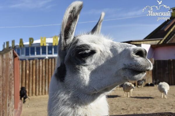 Весна в зоопарке: ламу Веснушку планируют познакомить с ламой Шуриком - Sputnik Беларусь