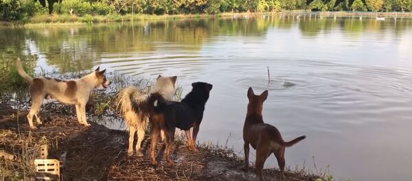 Гаспадар пажартаваў з сабак Гаспадар пажартаваў з сабак - Sputnik Беларусь