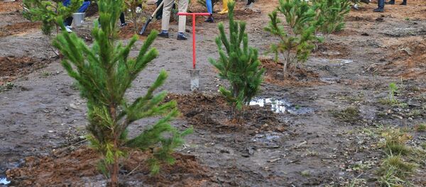 Акция по посадке леса  - Sputnik Беларусь