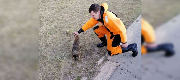 Сотрудники МЧС спасли зайца в Лошице - Sputnik Беларусь