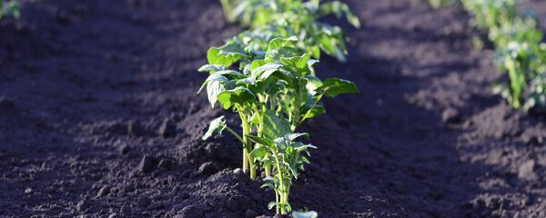 Поле картошки, архивное фото Поле картошки, архивное фото - Sputnik Беларусь