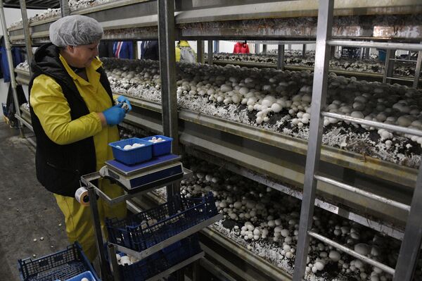 Культурная столица, спасенные ценности и заводы: Михаил Бабич посетил Брест - Sputnik Беларусь