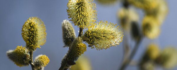 Весна на Ислочи - Sputnik Беларусь