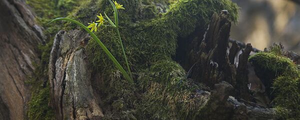 Весна на Ислочи - Sputnik Беларусь