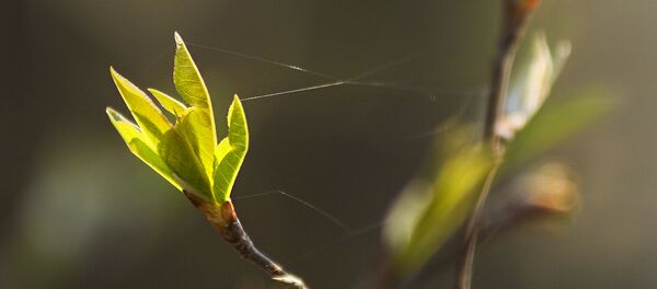 Весна на Ислочи - Sputnik Беларусь