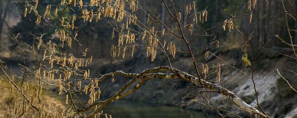 Вясна на Іслачы - Sputnik Беларусь