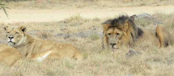 Львы на территории сафари-парка в ЮАР Львы на территории сафари-парка в ЮАР - Sputnik Беларусь