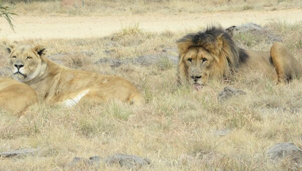 Львы на территории сафари-парка в ЮАР - Sputnik Беларусь