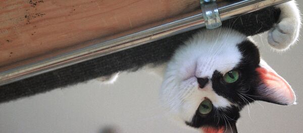 В Театре Кошек Юрия Куклачева - Sputnik Беларусь