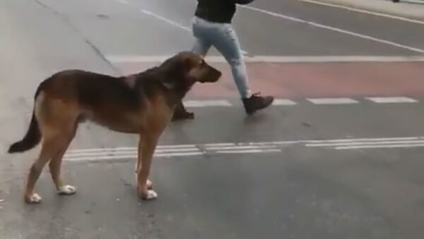 Собака показала нерадивым пешеходам, как переходить дорогу - забавное видео - Sputnik Беларусь