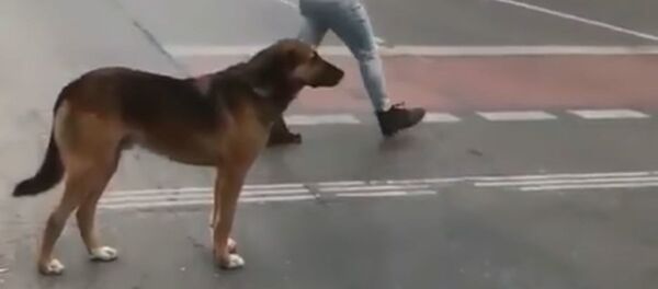Собака показала нерадивым пешеходам, как переходить дорогу - забавное видео - Sputnik Беларусь