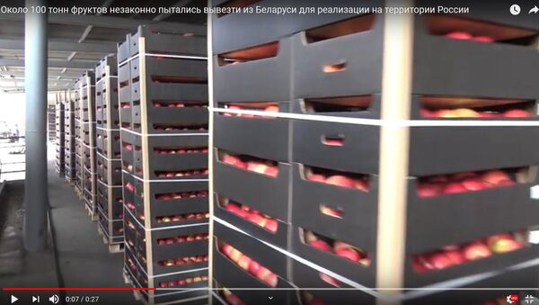 Десятки тонн белорусских яблок не дали вывезти в Россию - видео - Sputnik Беларусь
