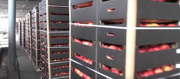 Десятки тонн белорусских яблок не дали вывезти в Россию - видео - Sputnik Беларусь