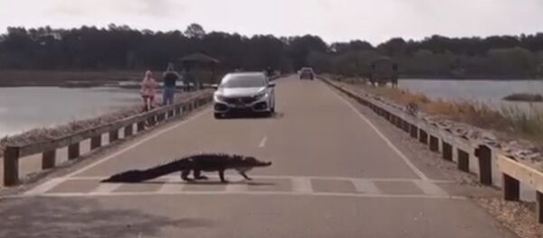 Аллигатор перебрался через дорогу по пешеходному переходу Аллигатор перебрался через дорогу по пешеходному переходу - Sputnik Беларусь