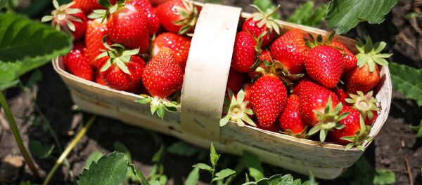 Сбор урожая клубники, архивное фото - Sputnik Беларусь