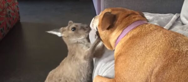 Кенгуру устроил драку за место на диване - Sputnik Беларусь