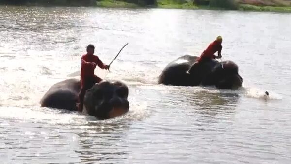 Слонам устроили тренировки перед коронацией короля Таиланда - видео - Sputnik Беларусь