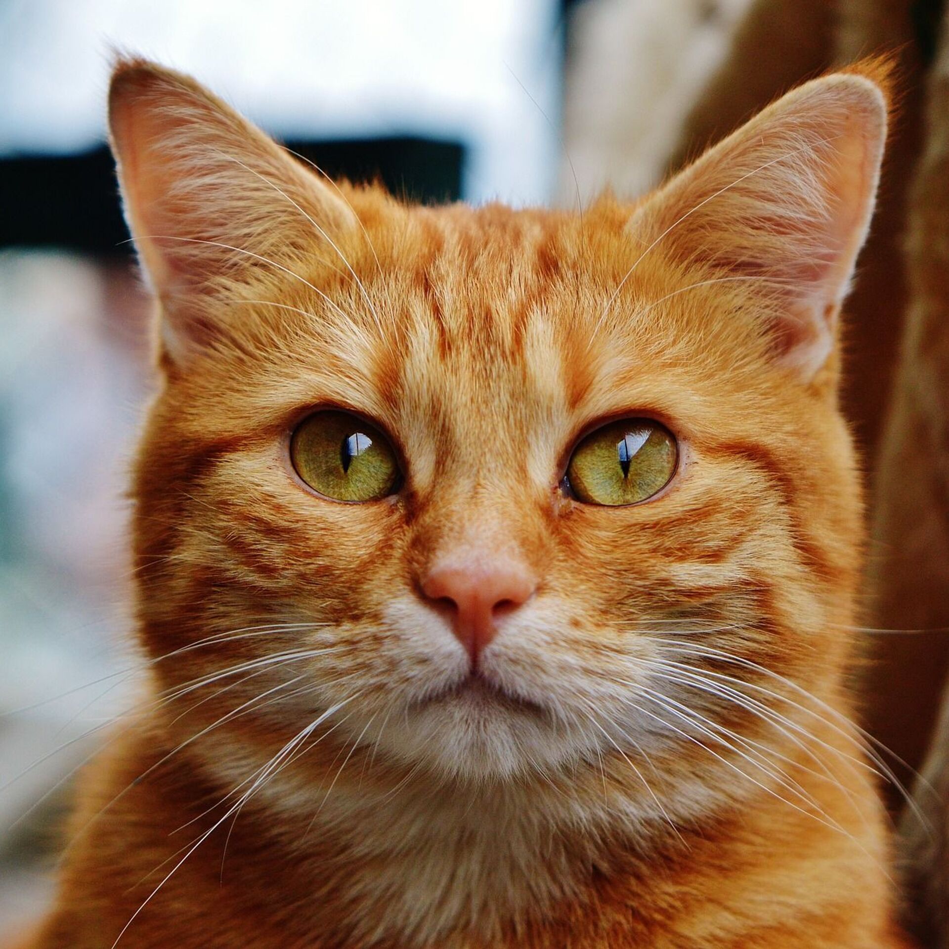 Чубайс не в обиде за то, что его фамилией называют рыжих котов -  14.04.2019, Sputnik Беларусь