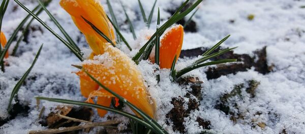 Крокусы в снегу - Sputnik Беларусь