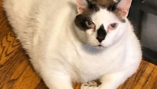 Самый толстый кот Нью-Йорка по имени Барсик  - Sputnik Беларусь