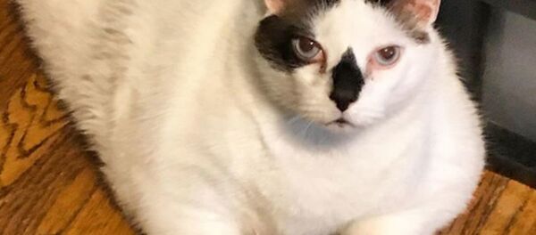 Самый толстый кот Нью-Йорка по имени Барсик  - Sputnik Беларусь