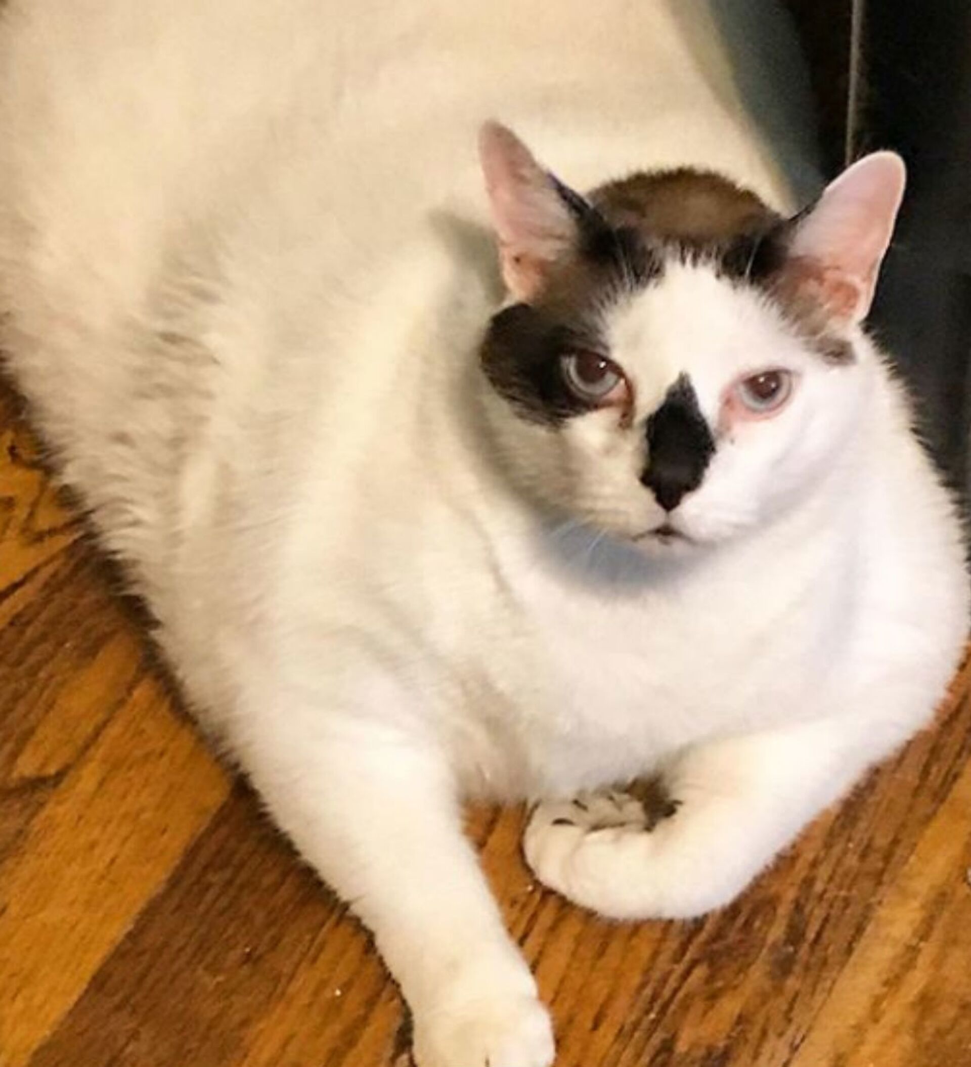 Самого толстого кота Нью-Йорка посадили на вегетарианскую диету -  15.04.2019, Sputnik Беларусь