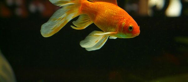 Золотая рыбка - Sputnik Беларусь