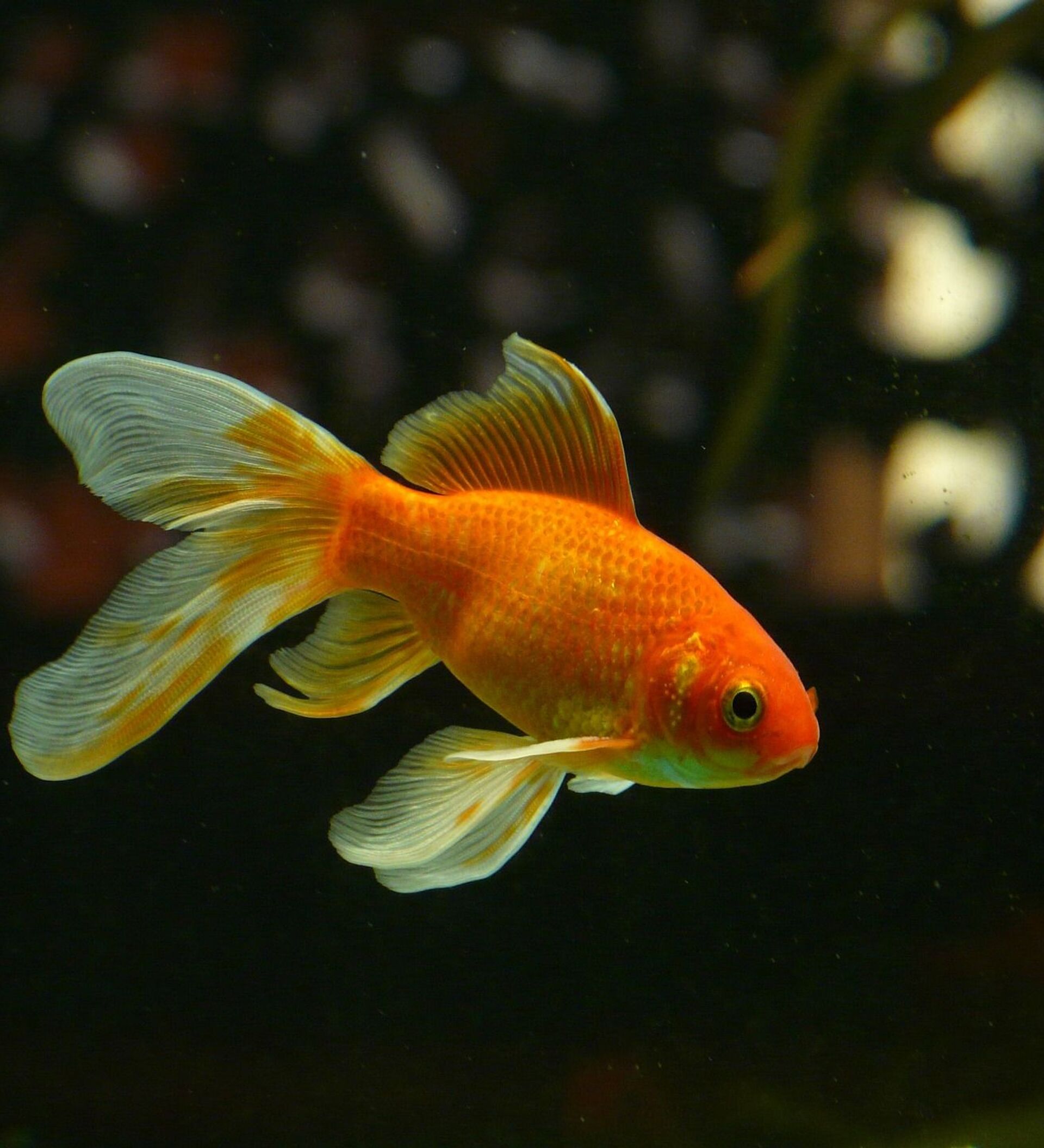 Золотая Рыбка Фото